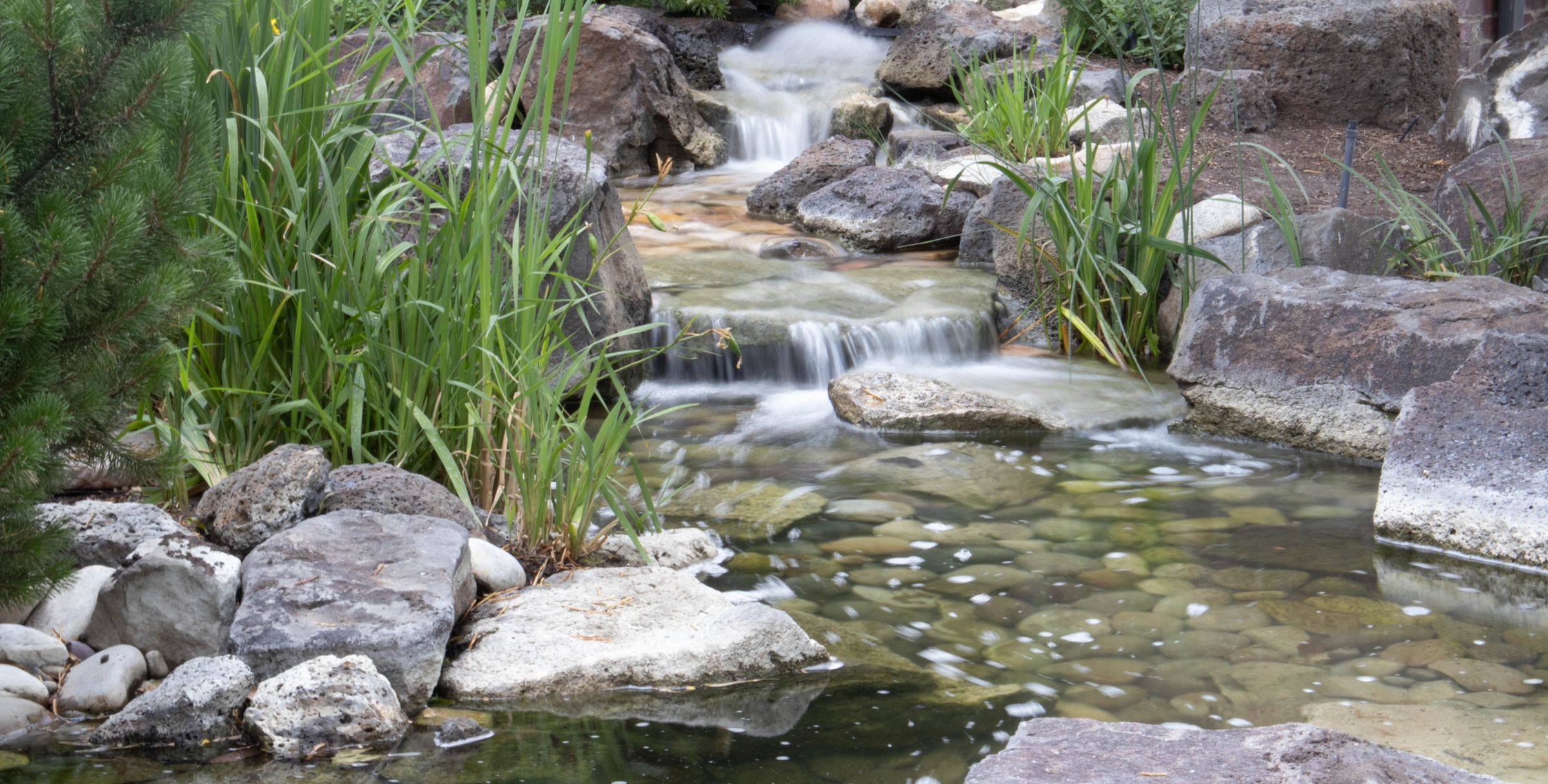 Natural swimming pond filtered by reeds